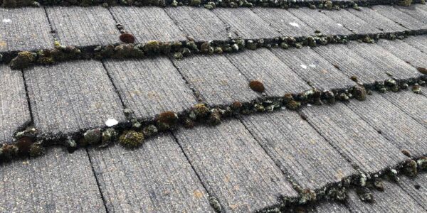 Old Tile Roofs